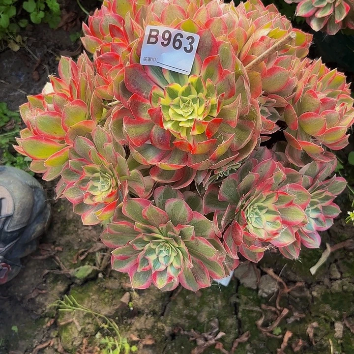 赤子心8-36-963偏远不包邮