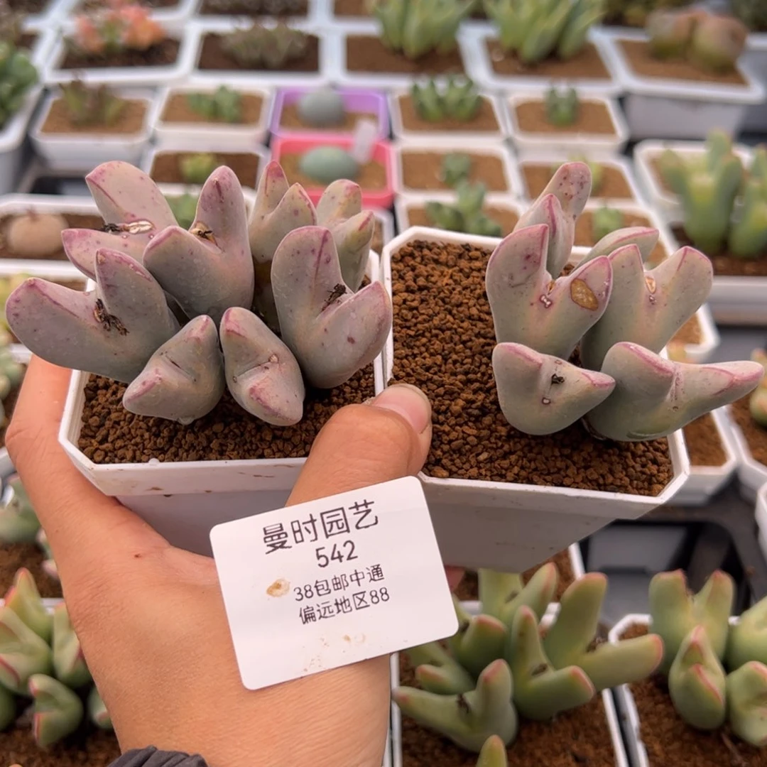 ?****542号将2.20多肉植物