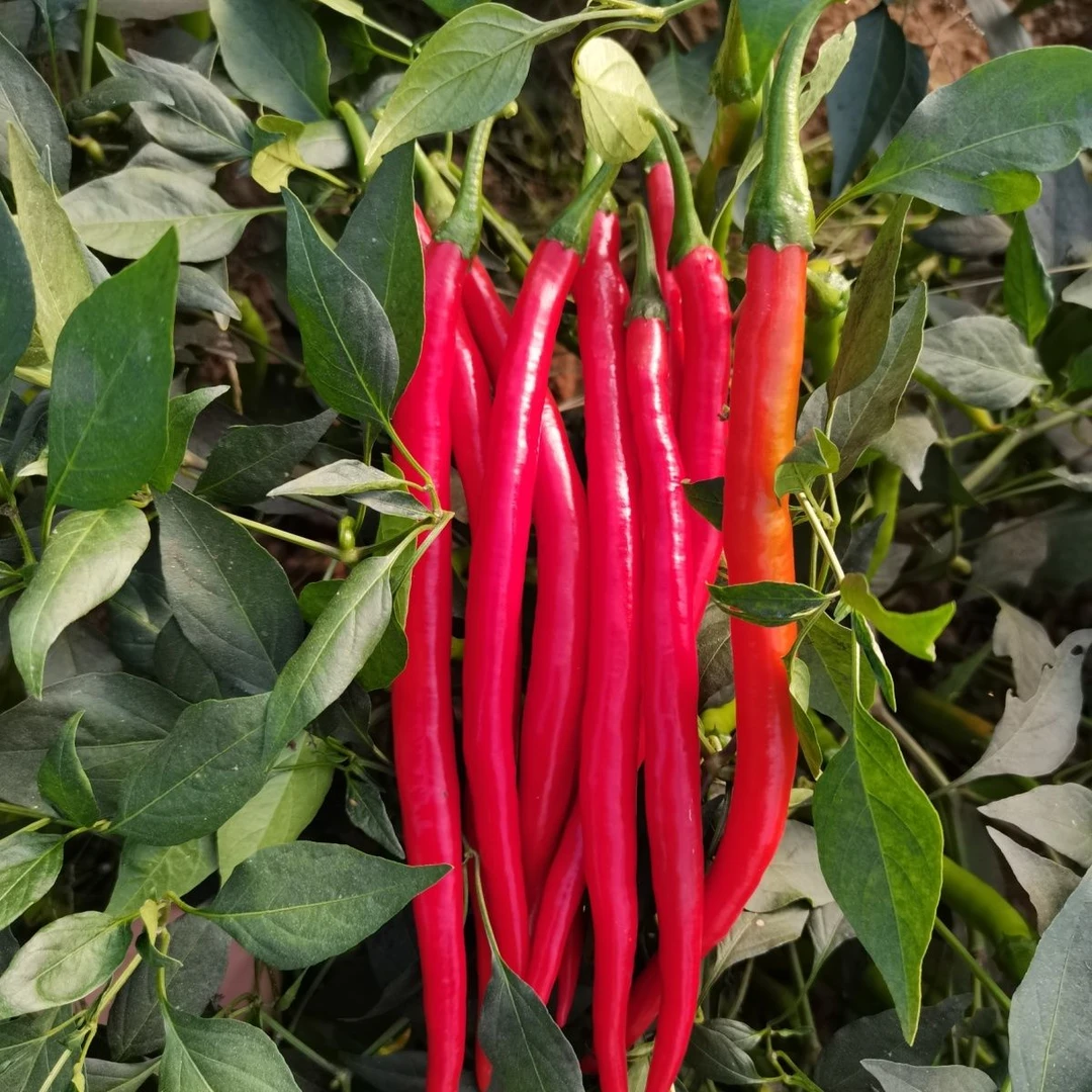 新鲜红辣椒二荆条尖椒红线椒中辣可做剁椒泡椒辣椒酱现货微辣