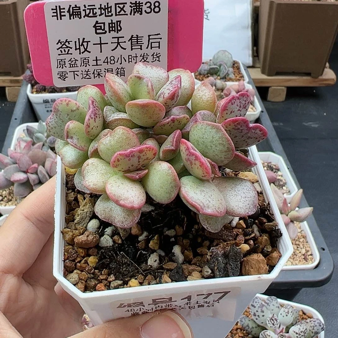 177爱心蛋糕锦多肉