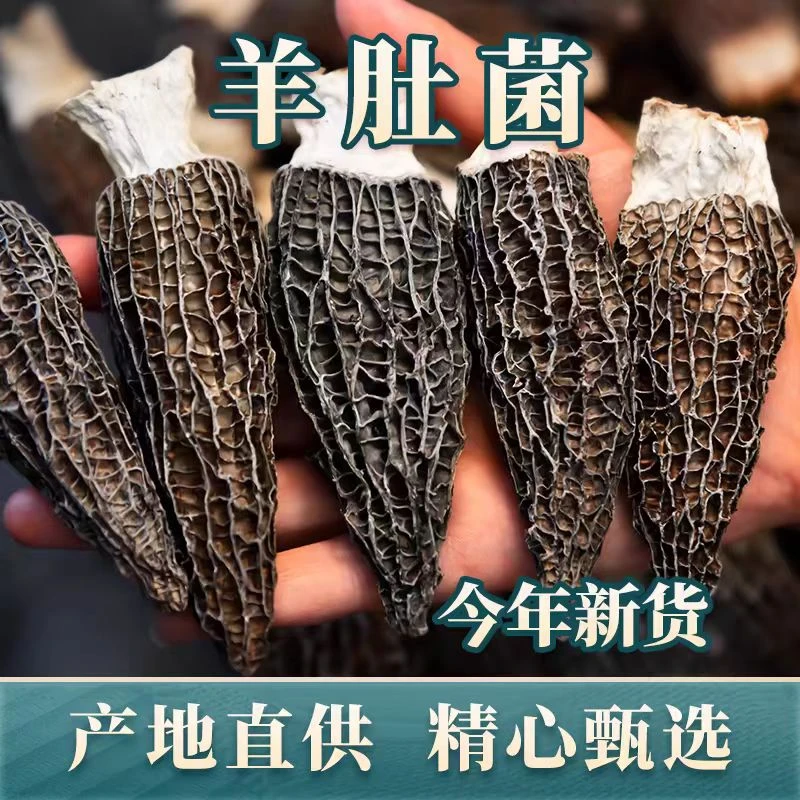 陇南高海拔羊肚菌 林下种植羊肚菌