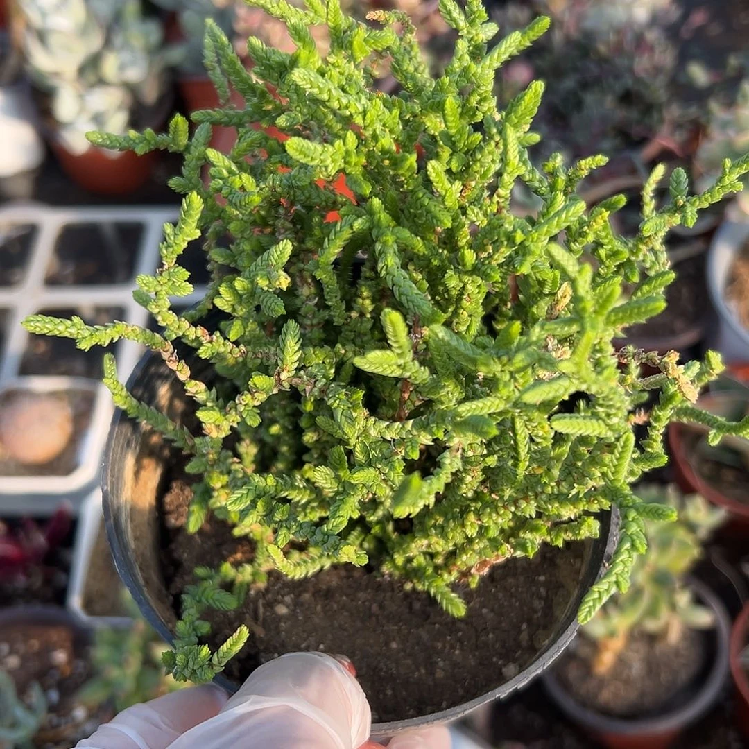 多肉植物一帆风顺