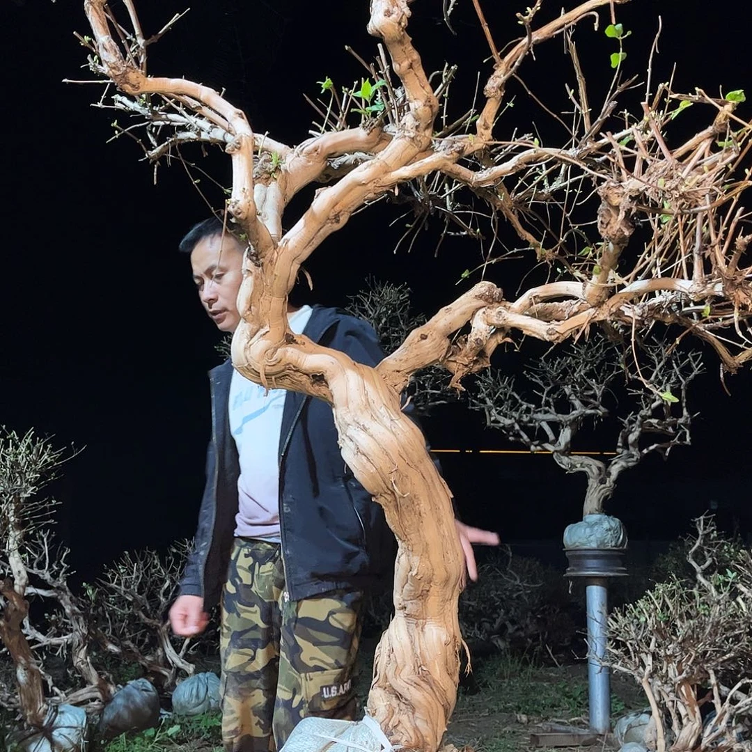 当前无花栽培后可以开花