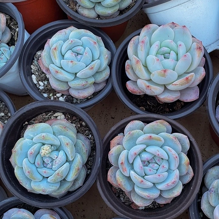 90盆大星影带盆土发