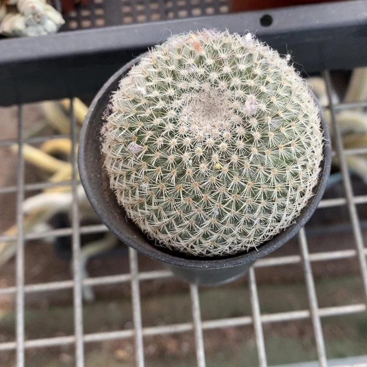 指*沙伯克利和格蕾纳等著名音乐