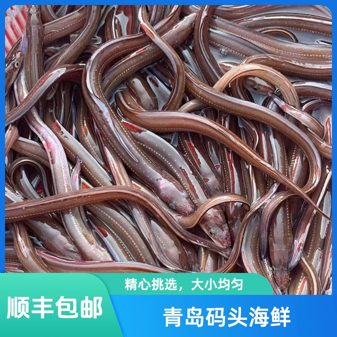 【双11大促】新鲜鳗鱼片黄鳝野生海捕新鲜冷冻海鳗鱼顺丰冷链配送