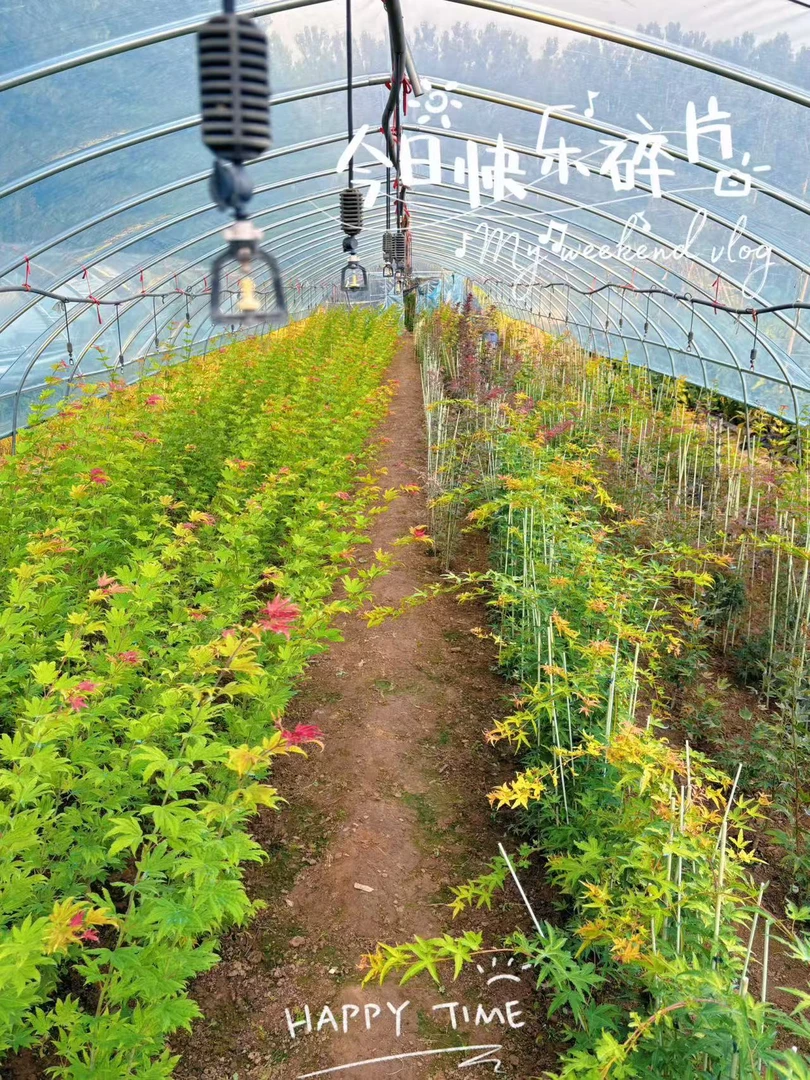 多品种红枫 基地直发