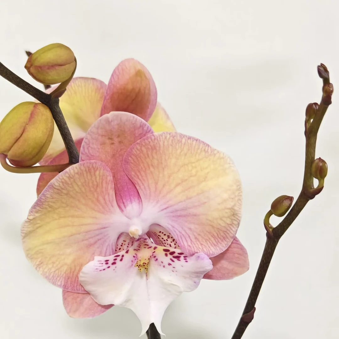 9号兰业【彩虹独角兽】3.5加高苗 叶子无名牌介意勿拍