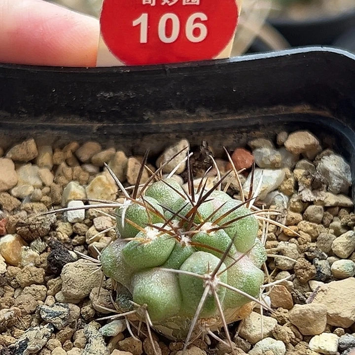 实生狂刺龙爪2.3cm