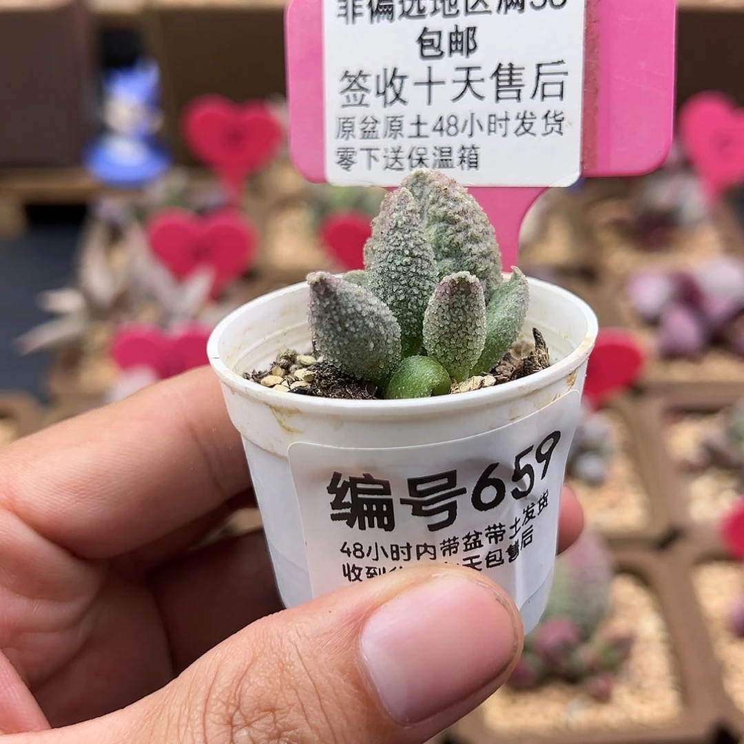 J****姜659冰魄多肉植物