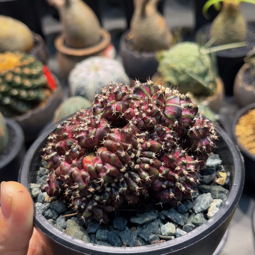 海神缀化xmmmmmmmmmmmmm