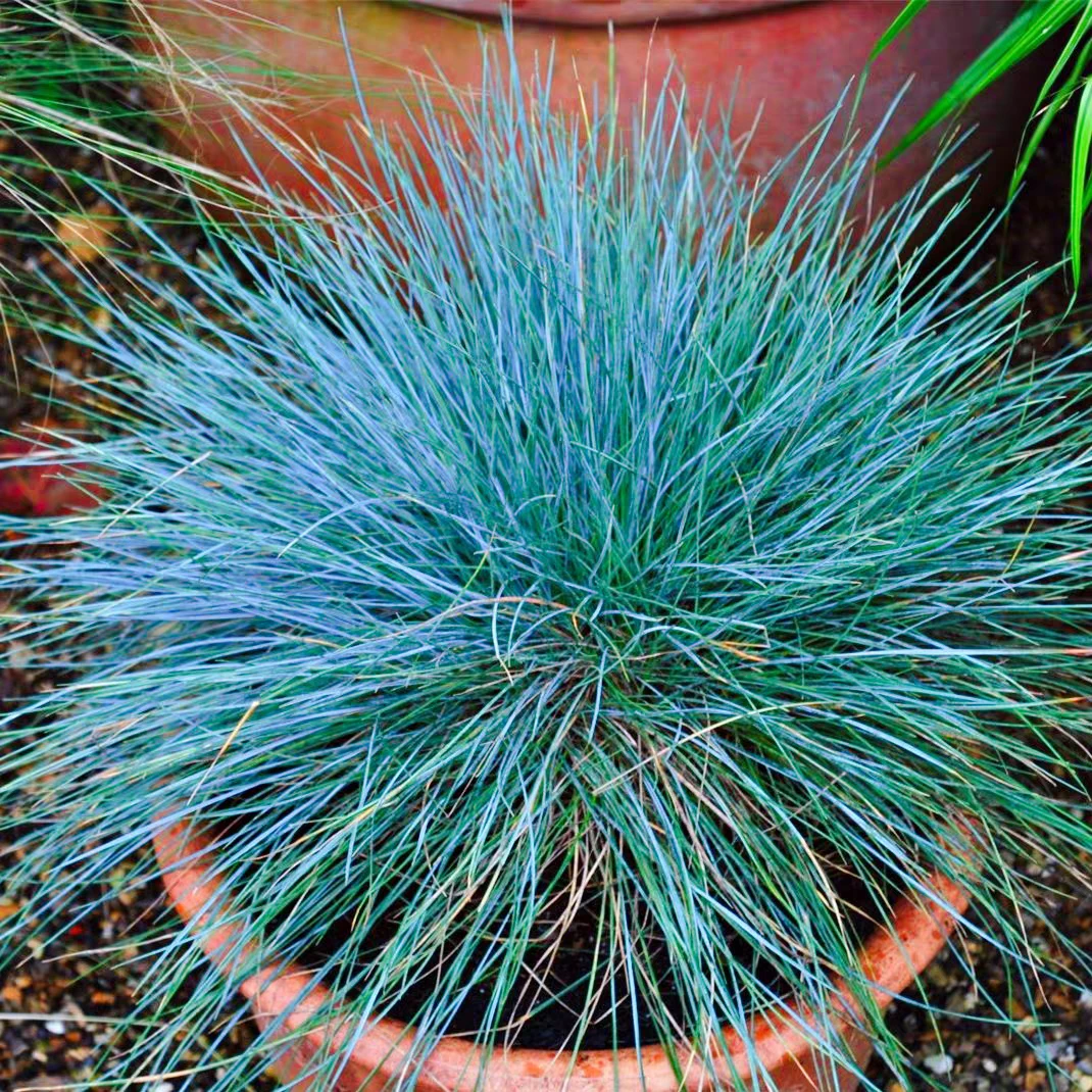 蓝羊茅盆栽花镜植物庭院阳台耐寒耐旱观叶绿植园林绿化多年生