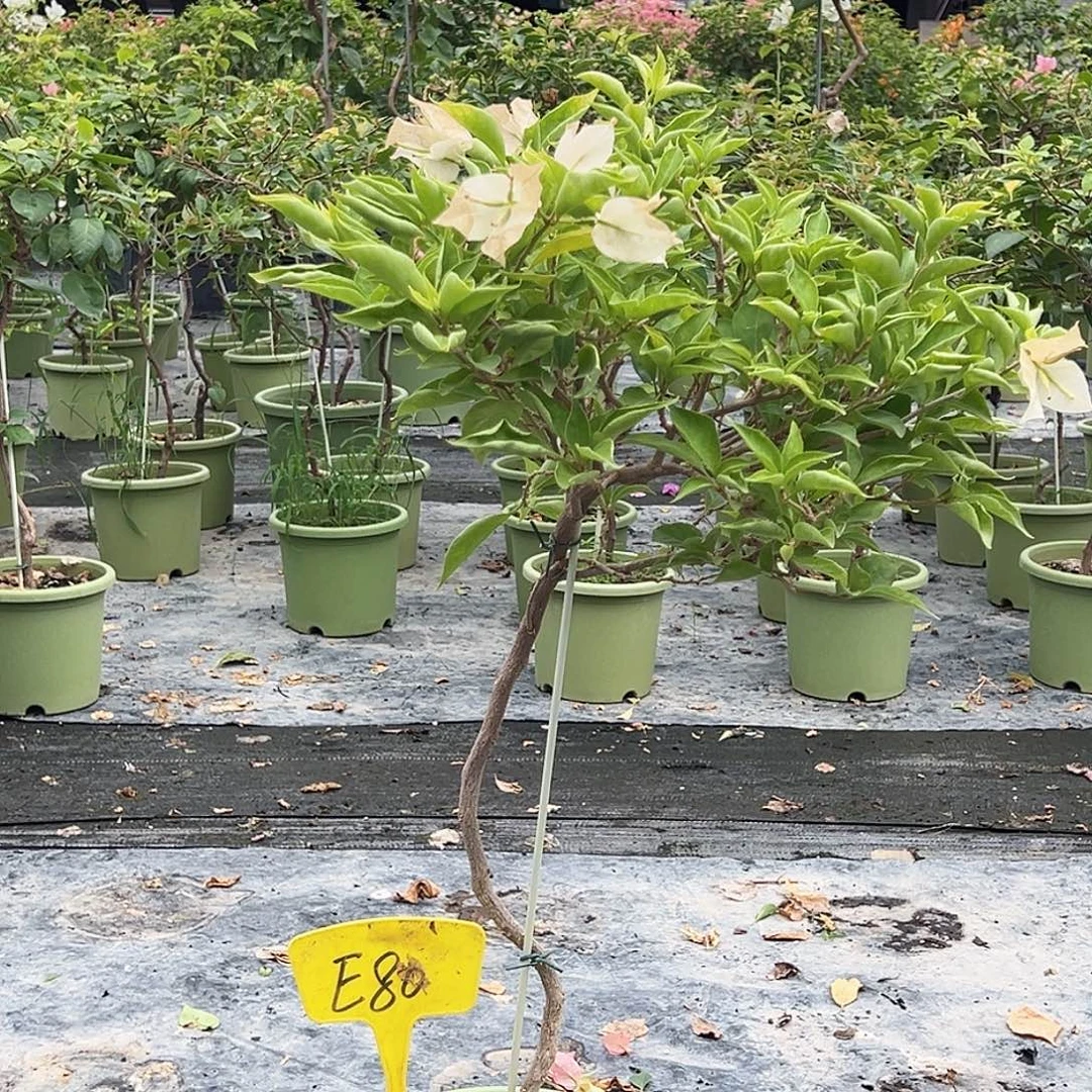 L***G当前无花栽培后可以开花E80粉天使或者金夫人