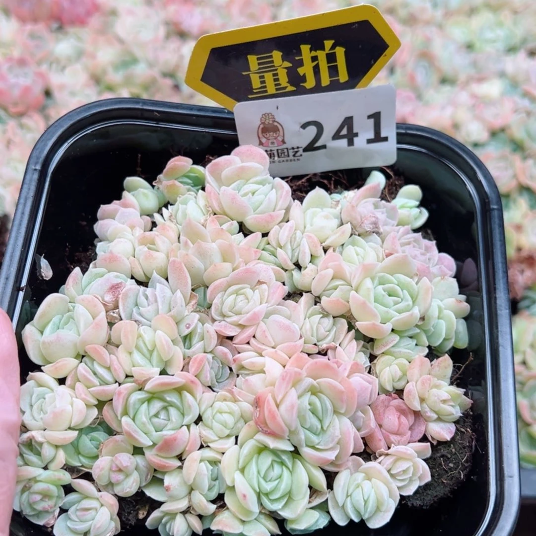 多肉植物多肉植物