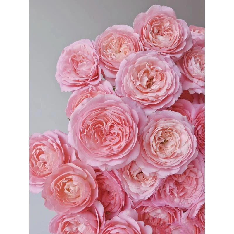 【探花甄选】胭脂公主 稀有多头玫瑰 云南基地直发两单顺丰