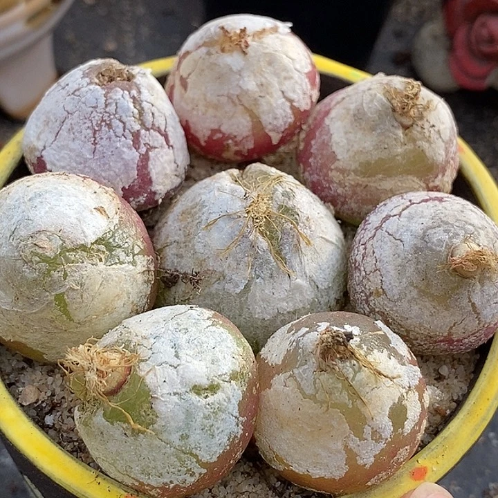 大灯泡母本一颗有伤   2.5厘米以上