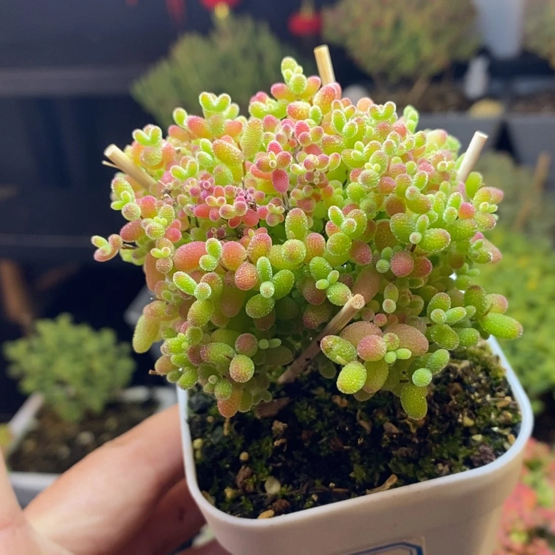 223号蜜橘糖球枝干多肉