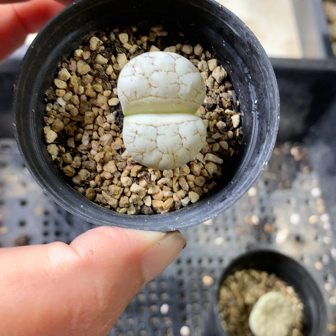 K182多肉植物保护