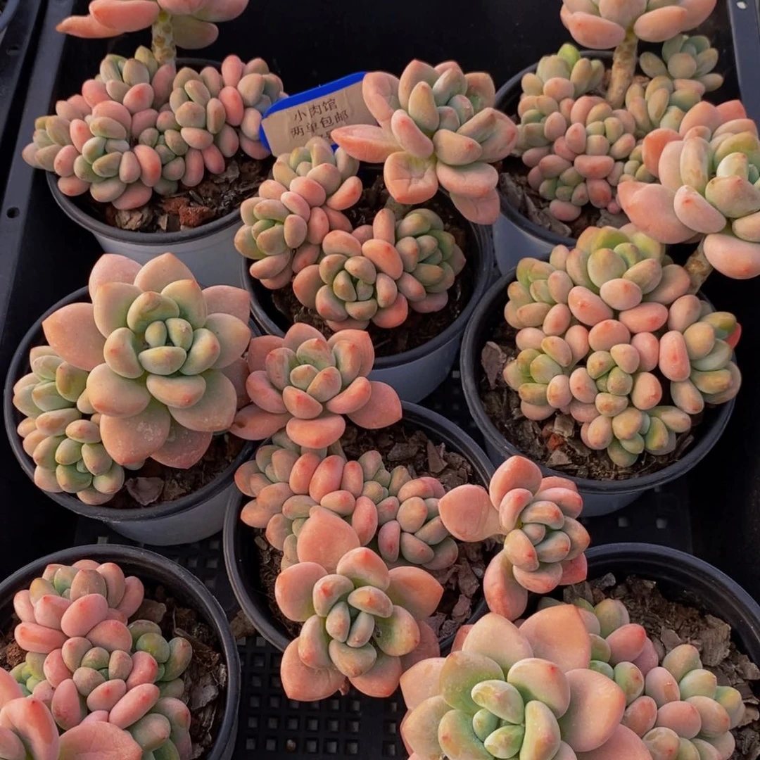 47-优选七彩洛神群一个