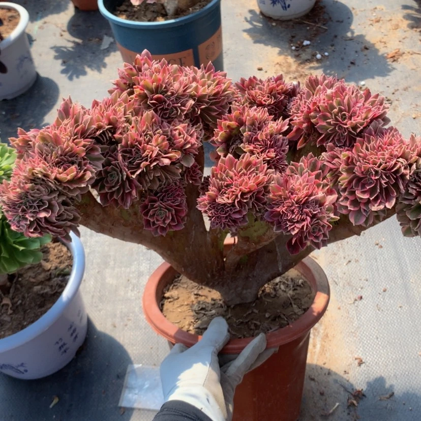 【闪购商品】默认微瑕45