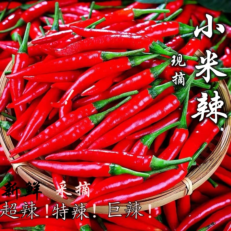 云南正宗小米辣新鲜现摘特辣爆辣小米椒可用于泡椒餐饮的优质辣椒