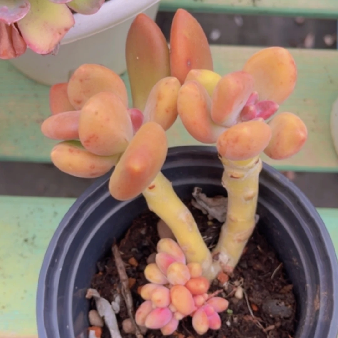 【闪购商品】芒果奶0329