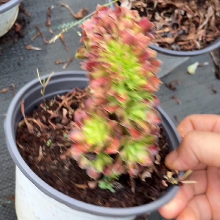 韶华法师缀化12.88