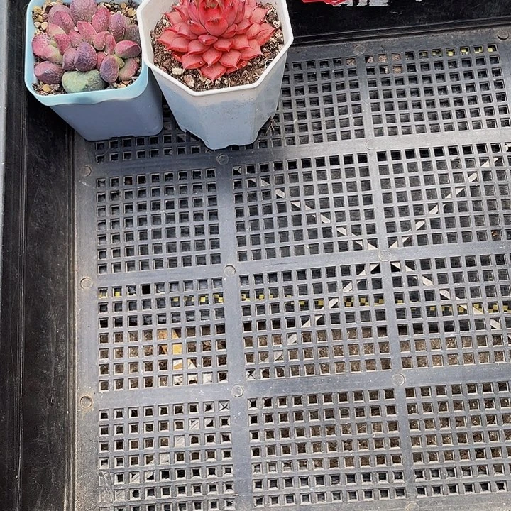 221号筐带盆土发