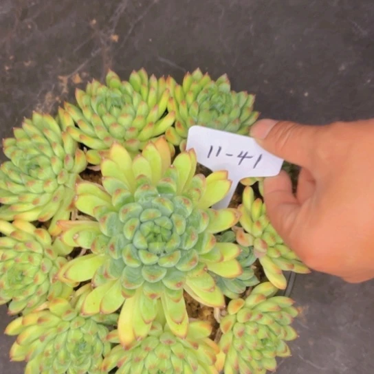 蓝***天11-41////-/////////