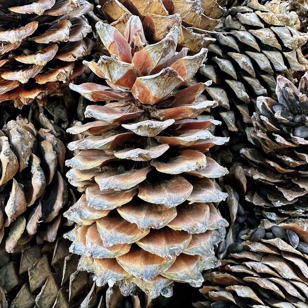 云南超大松塔原生态松果可作松鼠口粮及装饰物
