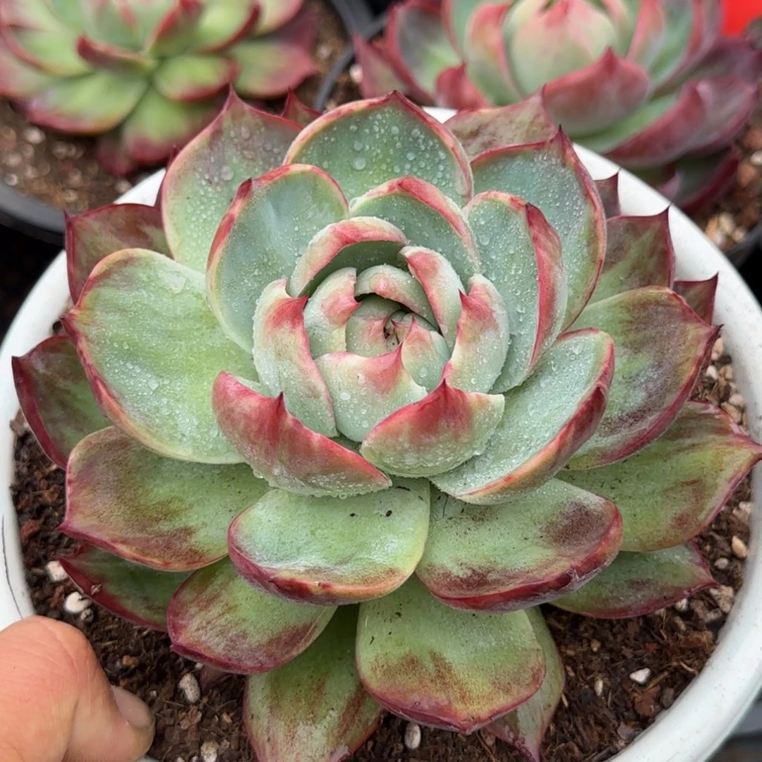 惊鸿一物一拍包装收缩花旱