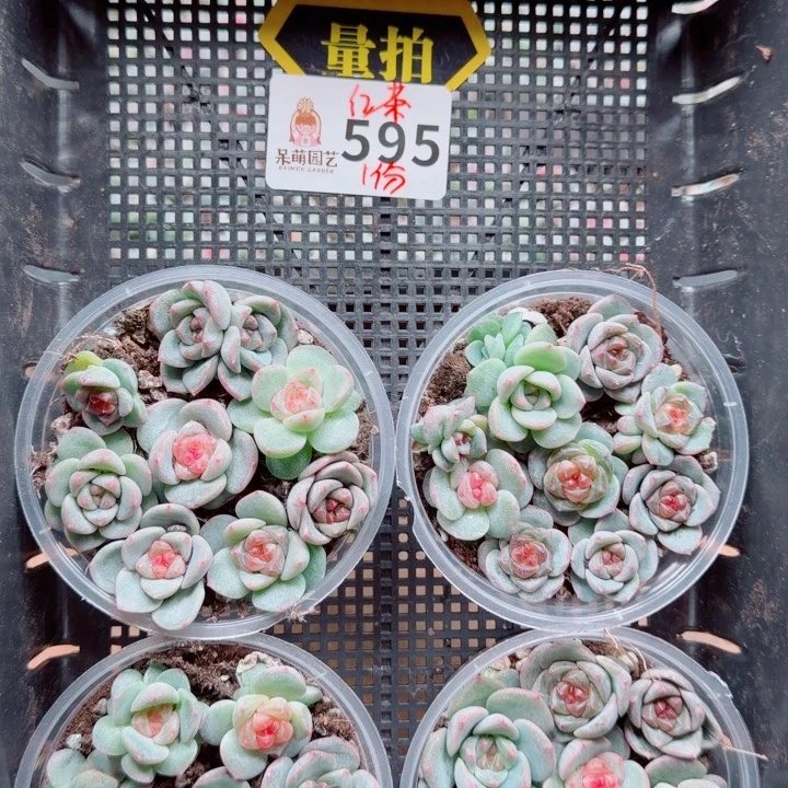 多肉植物多肉植物