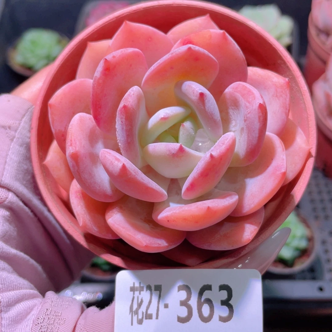 花利美27-363白月梦露