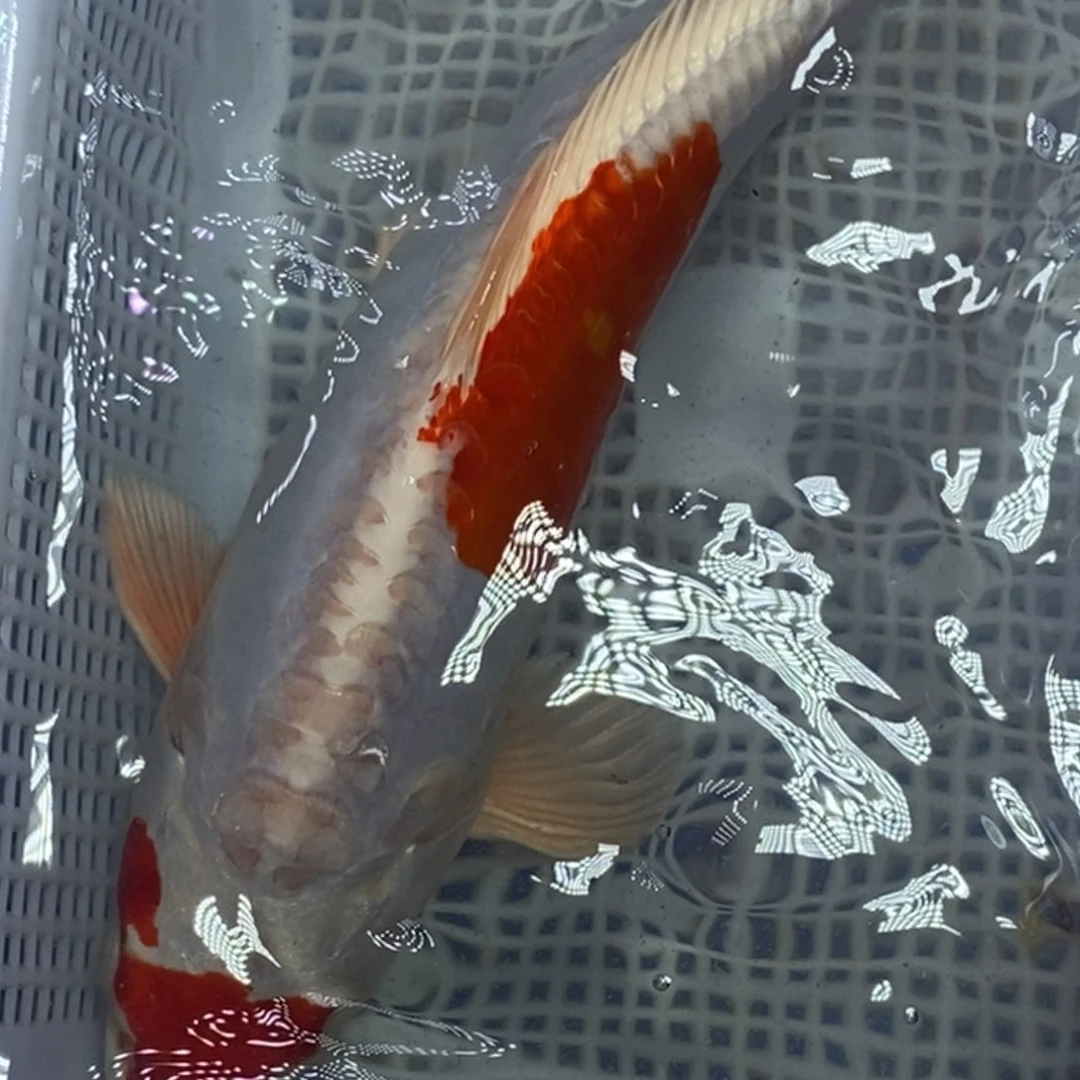 锦鲤冷水锦鲤包邮