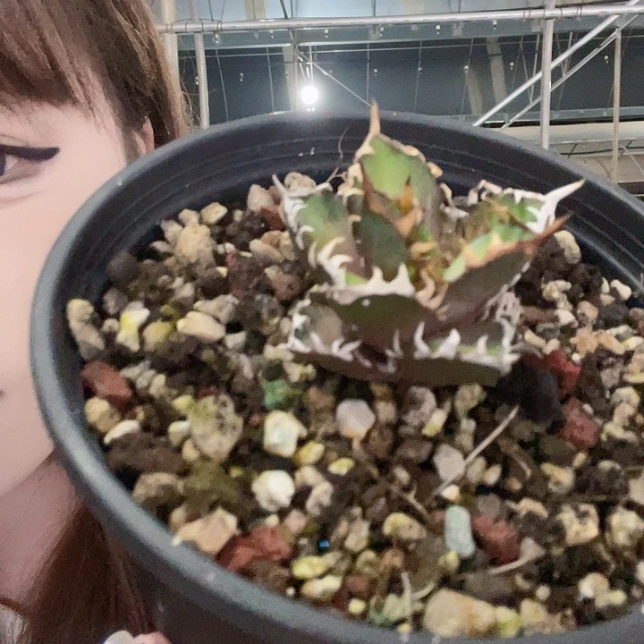 红猫龙舌兰仁王冠链接