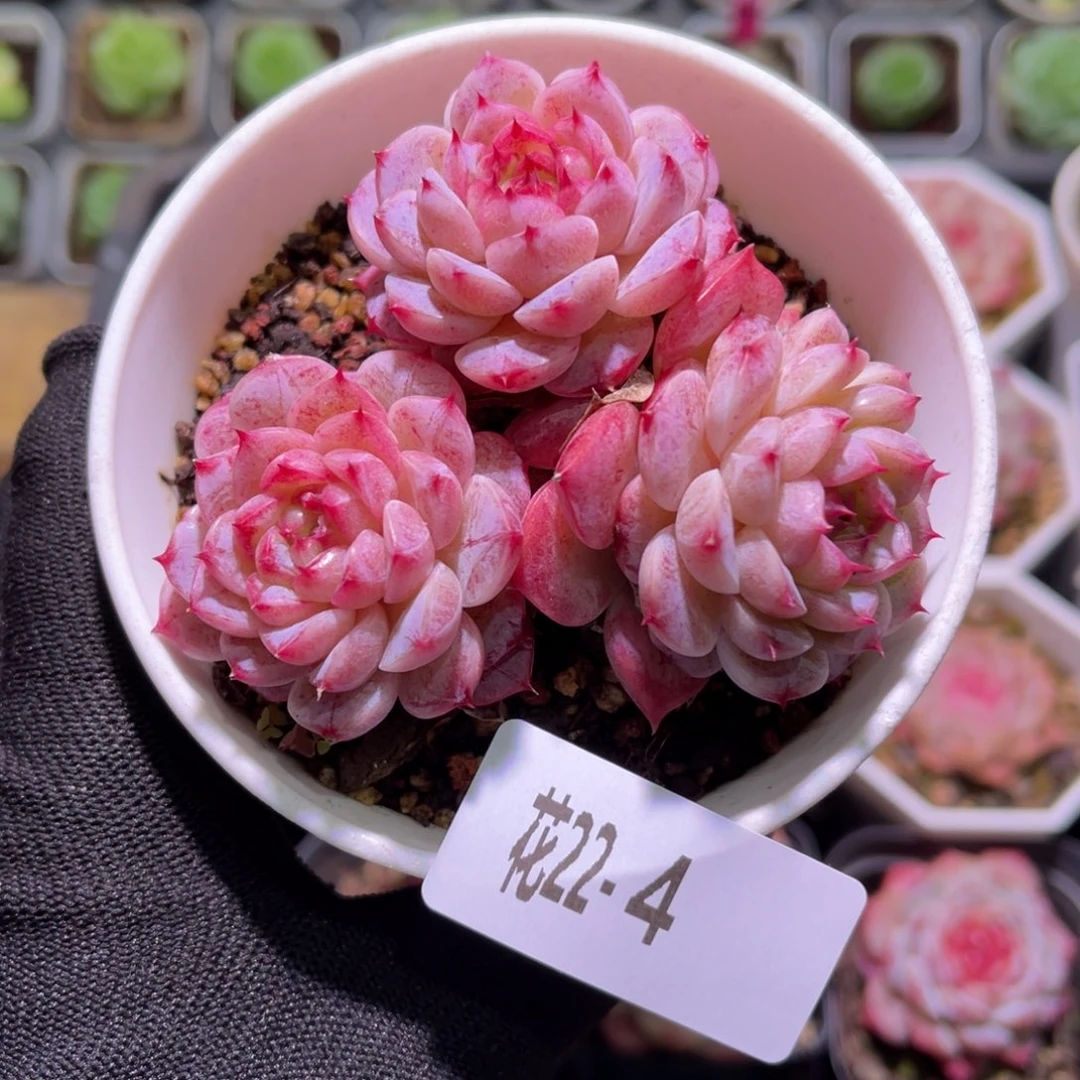 花22-04天鹅绒三头