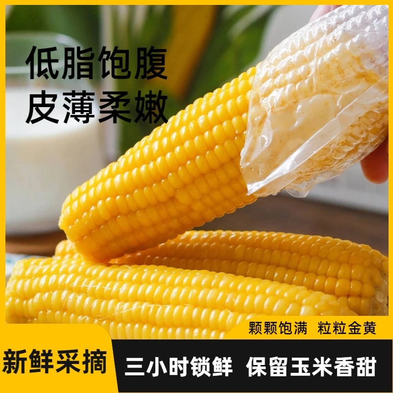 新玉米新鲜金黄糯玉米东北真空包装玉米甜糯低脂10根