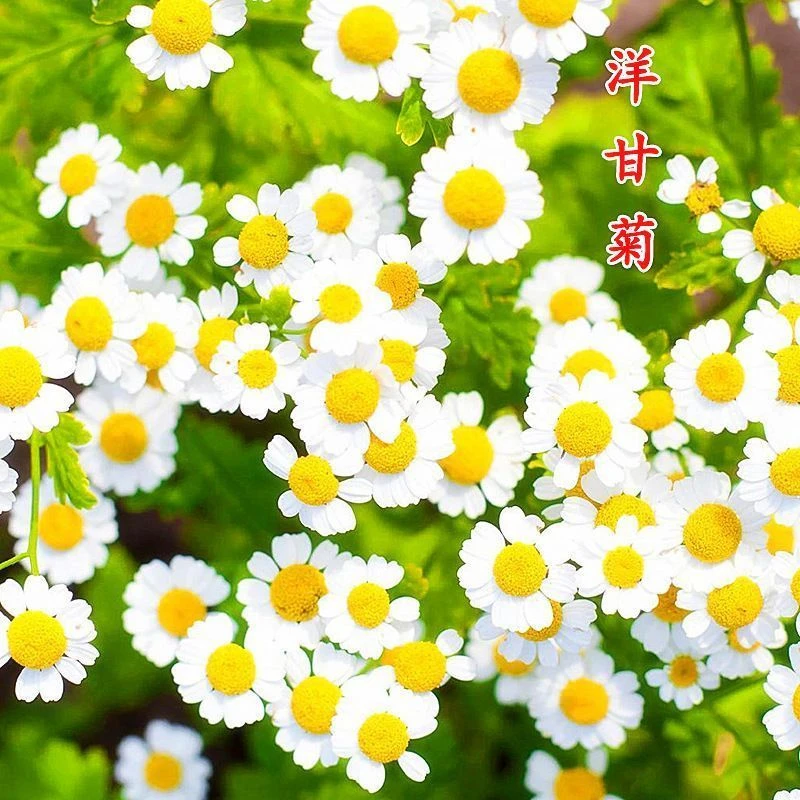 四季开花洋甘菊种子室内外阳台庭院易活盆栽白晶菊小雏菊花种籽