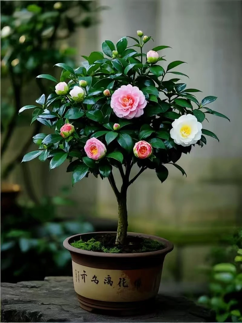 五色赤丹盆栽带花苞庭院居室四季开花观赏花卉