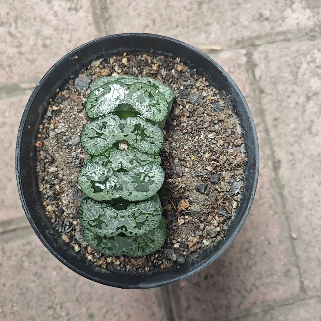 海野绿白纹一颗多肉