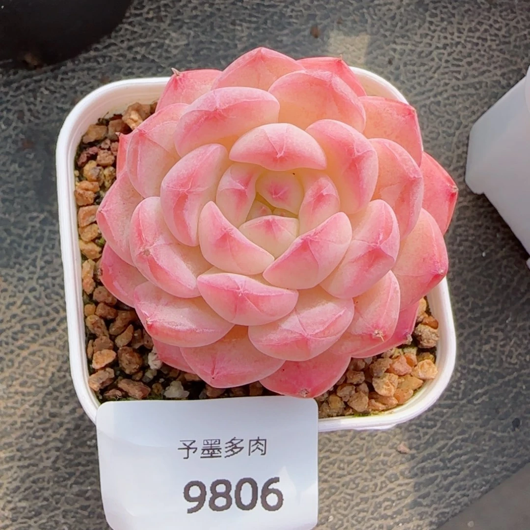 美心，9806多肉植物
