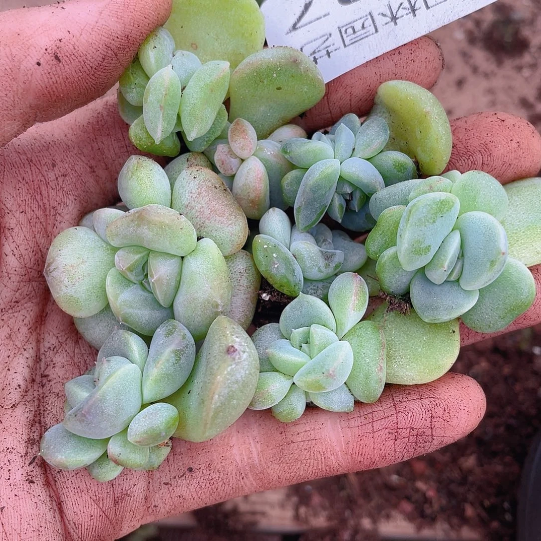 多肉植物多肉植物297