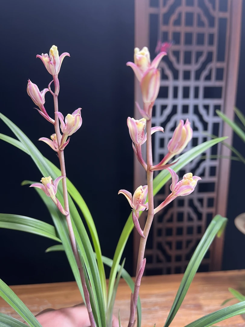 [粉黛]莲瓣花胭脂色浓香型建兰名贵兰花 花期6-12月