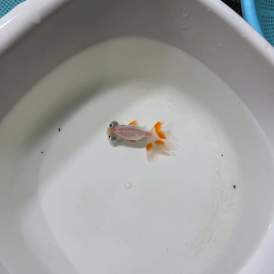 柚***君金鱼5号加一条望天球