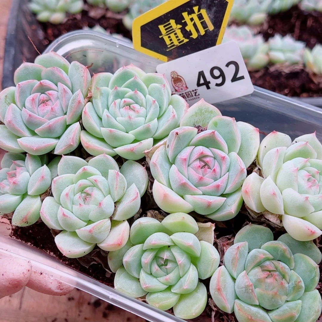 多肉植物多肉植物