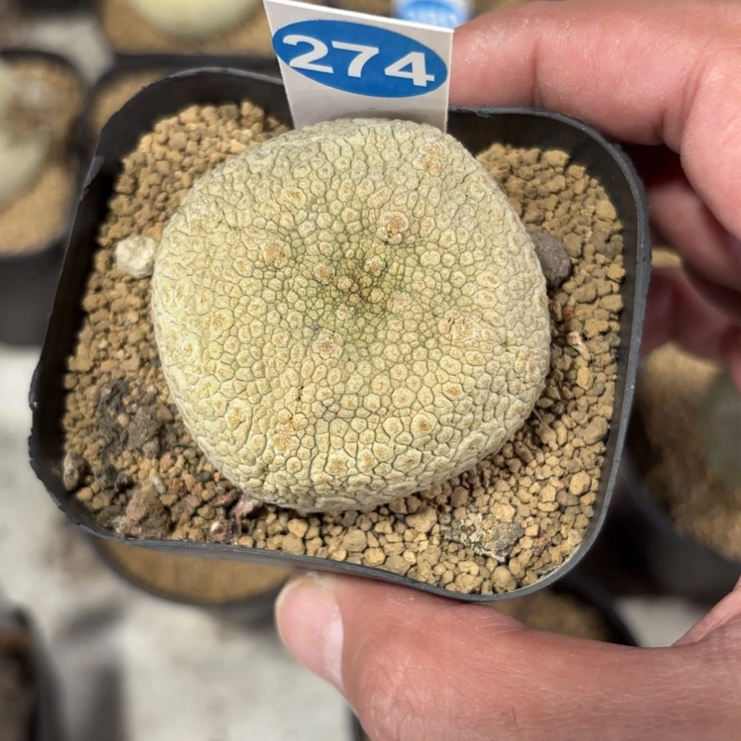 274实生凝蹄玉带盆带土发货