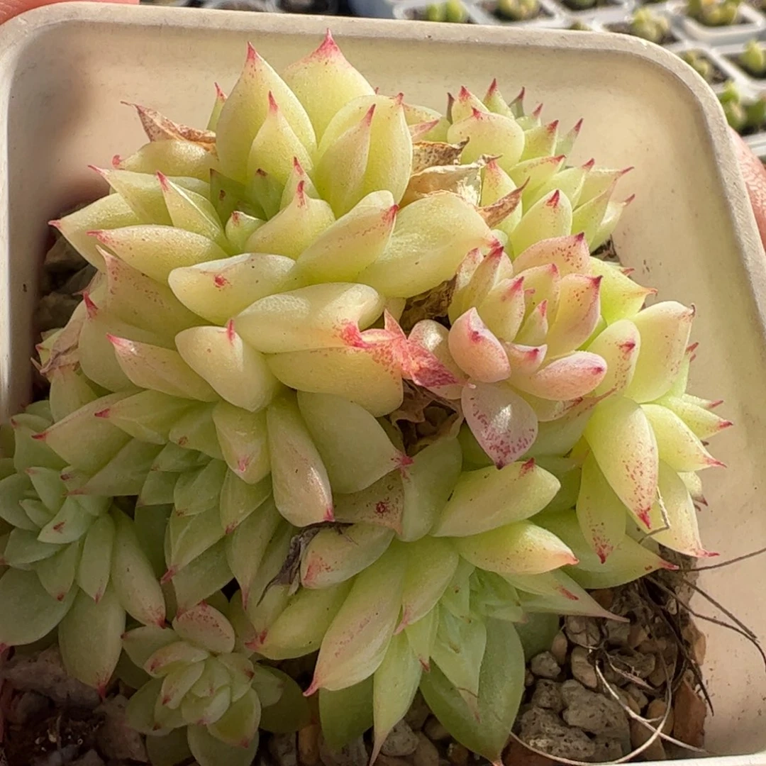 525多肉植物组合