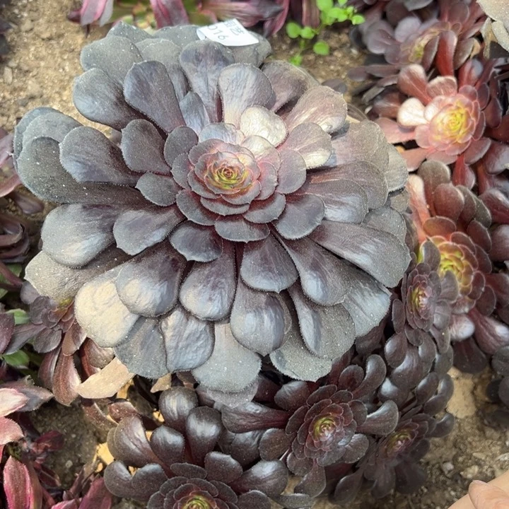 黑萝莉拉丝多陪植物016