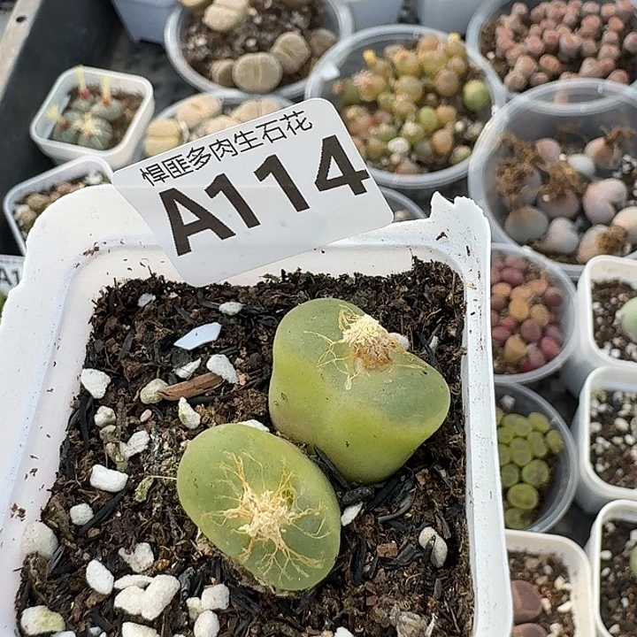 114多肉植物多肉的