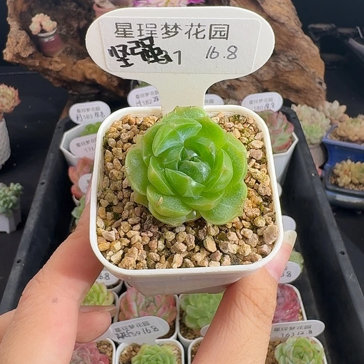 做****己坚强自己宝贝专拍珍妮